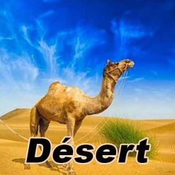 eliquide-DESERT-camel