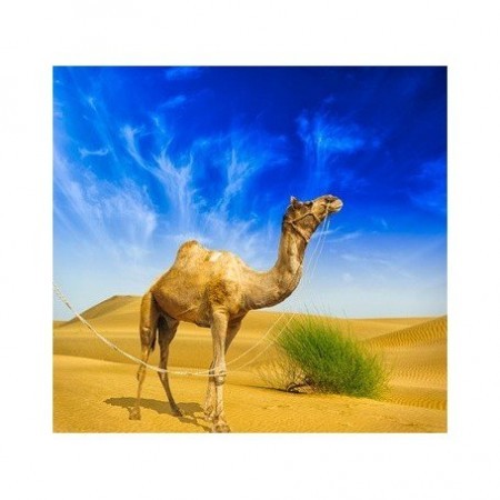 e-liquide gout camel